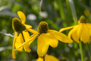 Beautiful Autumn Flowers in a Park