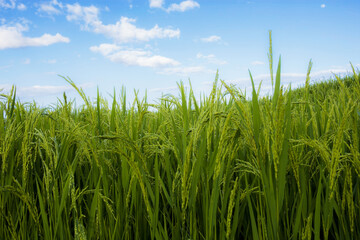 Fototapeta na wymiar Green rice in field.