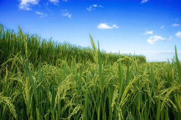 Green rice with blue sky.