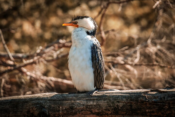 Australian Cormorant relaxing in the sun