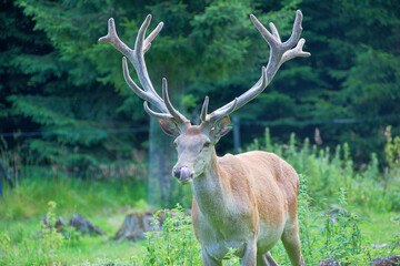 red deer in the woods