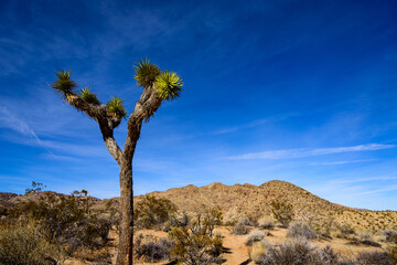 Landscape of Joshua Tree National Park, California, USA.