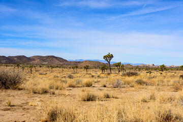 Landscape of Joshua Tree National Park, California, USA.