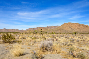 Landscape of Joshua Tree National Park, California, USA.
