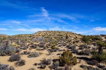 Fototapeta na wymiar Landscape of Joshua Tree National Park, California, USA.