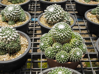 Mammillaria erusamu cactus blossom in flowerpot with nature blurred background.