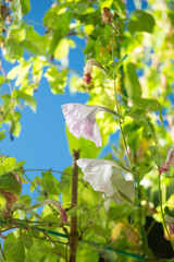 満開のアサガオ