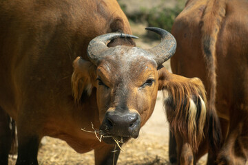 Closeup of an African forest buffalo in the zoo of Osnabruck