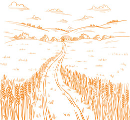 Field road. Rural landscape. Hand drawn sketch. Wheat field track. Countryside village. Cereal harvest. Contour vector line.