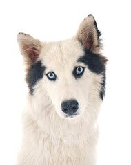 Yakutian Laika in studio