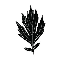 Sketch of a leaf of a plant with white veins. Vector isolated element for design. Monochrome illustration.