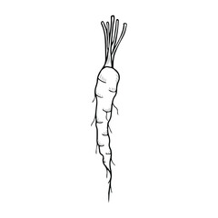 Sketch of a carrot. Healthy vegetables. Doodle style. Vector isolated element for design. 