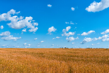 Obraz premium the field of barley is yellow. beautiful sky with clouds