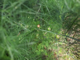 spider, web, insect, nature, macro, arachnid, animal, green, net, garden, grass, wildlife, closeup, cobweb, arachnophobia, yellow, legs, spiderweb, spider web, black, predator