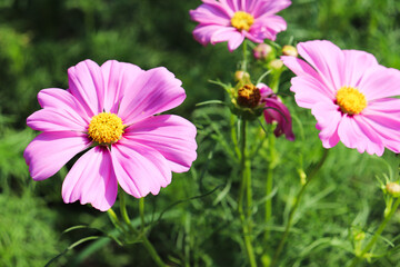 Obraz premium ピンクのコスモス グリーン