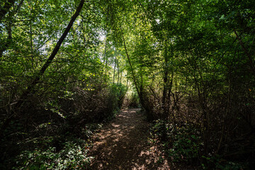 wood chips paved trail inside park surrounded by tall dense foliage with shadow casting on the ground on a sunny day