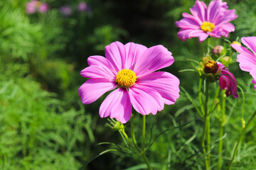 Obraz premium ピンクのコスモス 綺麗