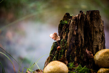 Pilz im Dunst