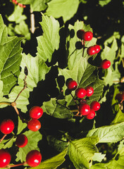 red currant on leaves