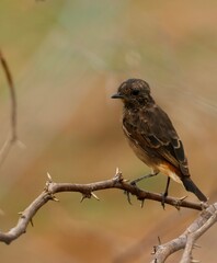 sparrow on a branch