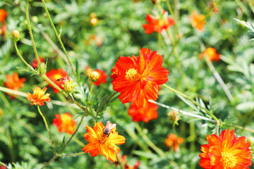 赤い花 みつばち