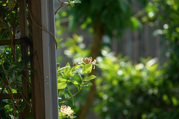 Beautiful climbing plant in a garden © Hel Fei/Wirestock