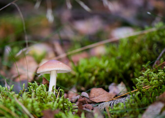 Pilz im Dunst