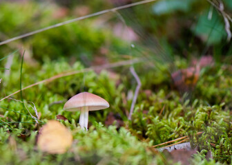 Pilz im Dunst