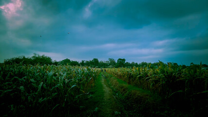 Corn field
