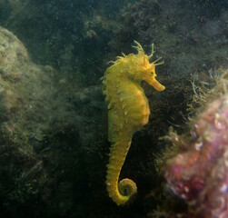 Un hippocampe moucheté endémique à la lagune de Thau, photo sous marine.