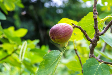 庭にあるイチジクの木に、収穫間近な果実が熟している


