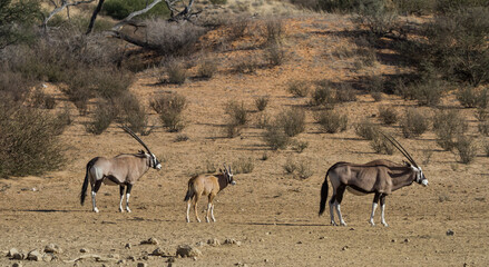 Gemsbok family (Oryx gazella) walking together in the Kalahari desert in South Africa