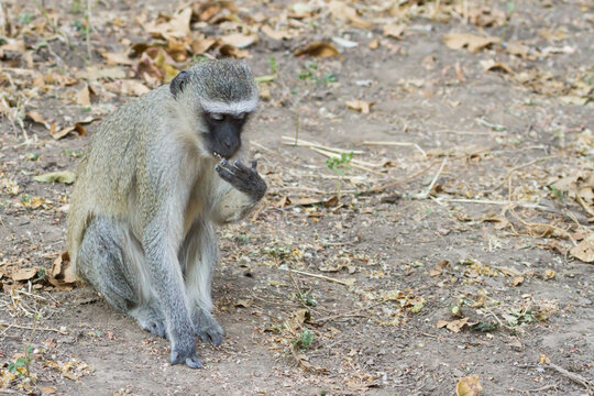 Vervet monkey (Chlorocebus pygerythrus) sitting alone on the ground eating leaves in Mana Pools, Zimbabwe with bokeh