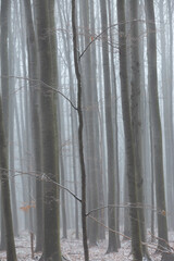 Tree silhouettes in the forest, on a eerie misty day