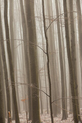 Tree silhouettes in the forest, on a eerie misty day