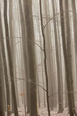 Fotobehang Zen Tree silhouettes in the forest, on a eerie misty day  © Calin Tatu