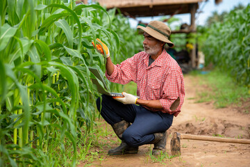 Farmers use a laptop to check the quality corn leaf in the corn field