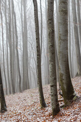Tree silhouettes in the forest, on a eerie misty day