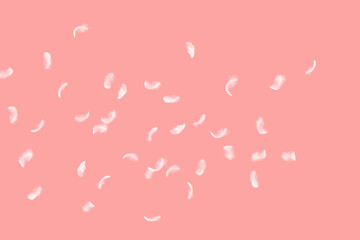 Feather abstract freedom concept. Group of light fluffy a white feathers floating in the air. Pink background.