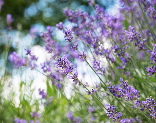 Natural purple lavender flowers