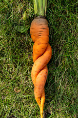 Delicious strange orange carrot lies on green grass autumn harvest autumn gifts raw food