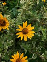background photo og yellow flowers