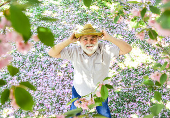 Positive emotions. Happy old age. Cheerful pensioner. Mental health. Happy man under sakura tree looking upwards. Happy smiling senior man looking up. Old man positive and optimistic. Good mood