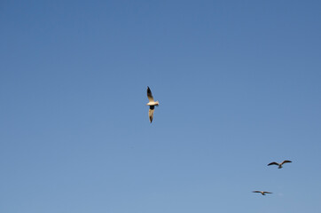 birds in flight