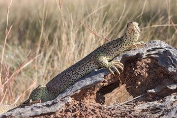 Gould's Monitor basking on log
