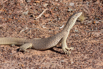 Gould's Monitor with held head high