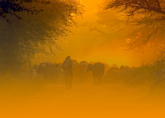 Fototapeta na wymiar silhouette of a Cow herd 