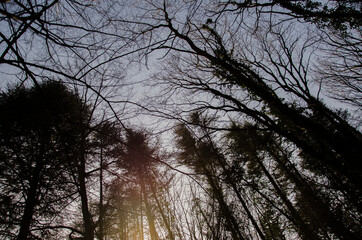 trees and sky