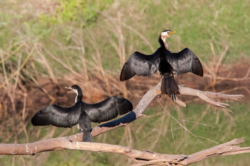 Little Pied Cormorant's drying their wings after fishing