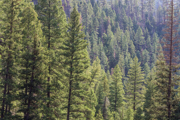 Fototapeta premium pine trees in the forest